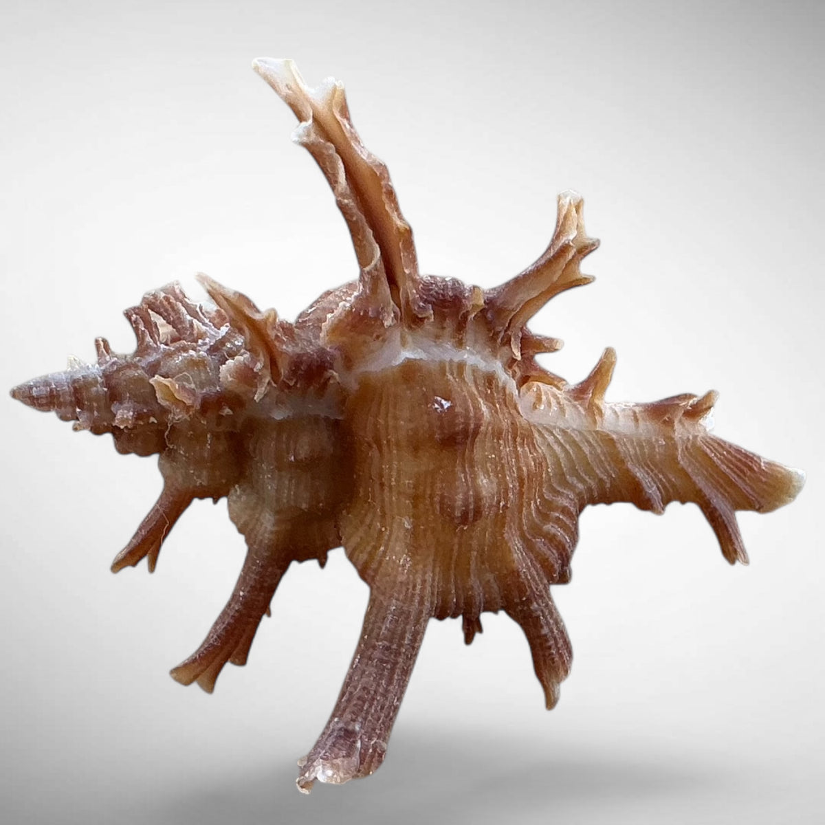 Axicornis Murex Shell Specimen (Chicoreus axicornis)