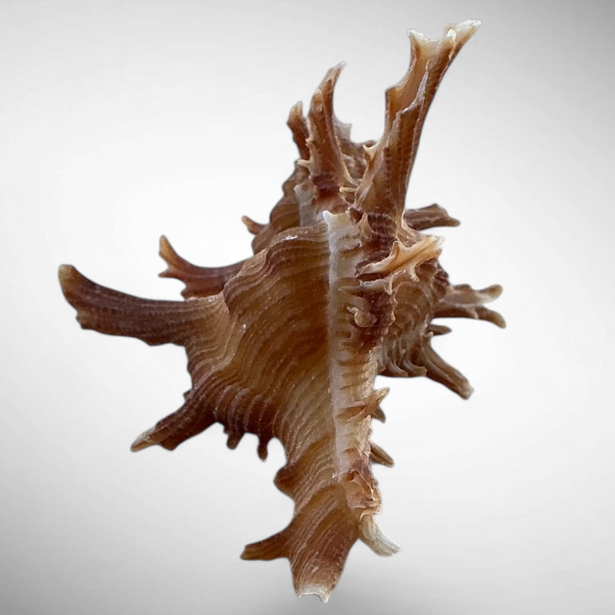 Axicornis Murex Shell Specimen (Chicoreus axicornis)