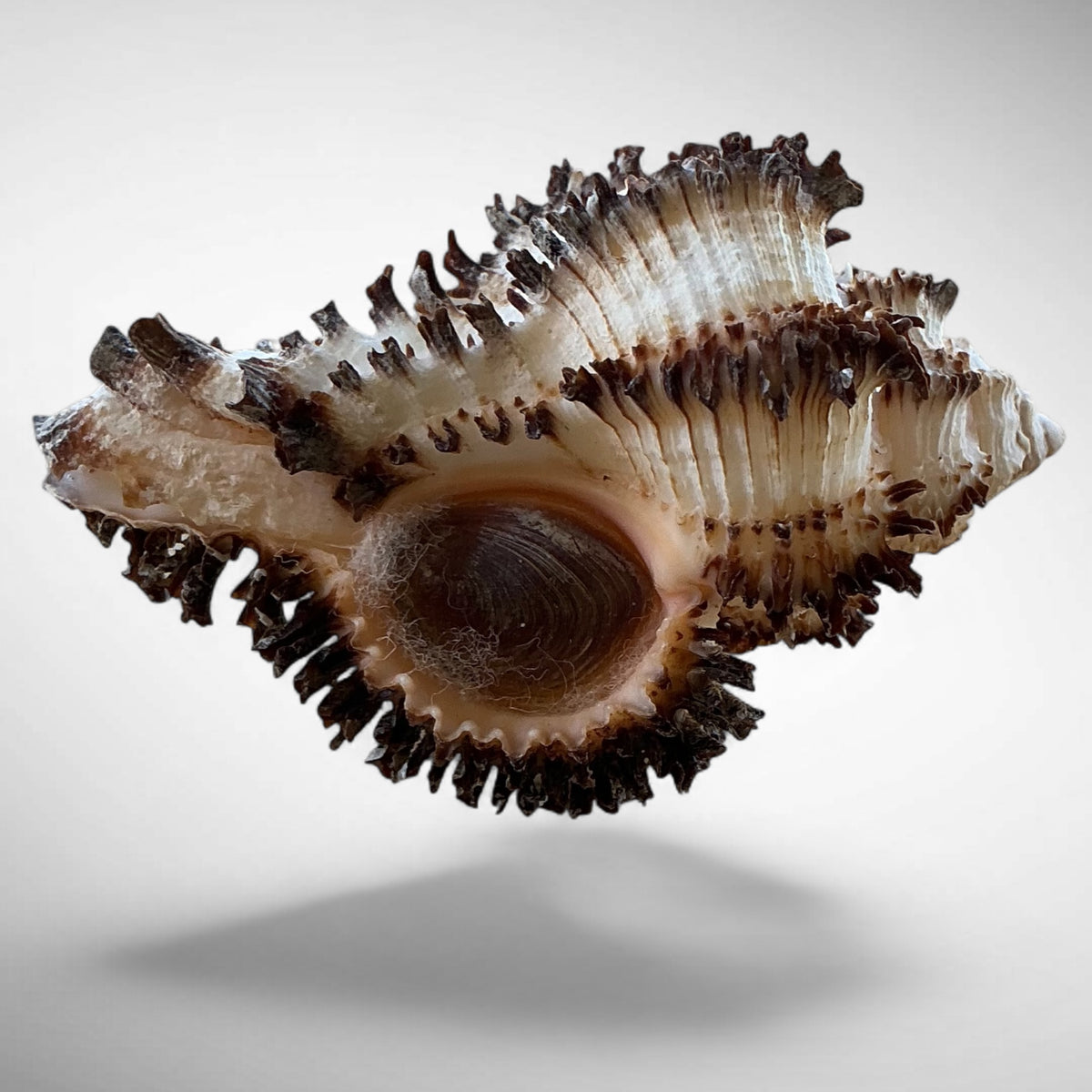Stainforth's Murex Shell Specimen (Hexaplex stainforthi)