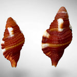 Red Triton Shell Pair (Septa rubicula)