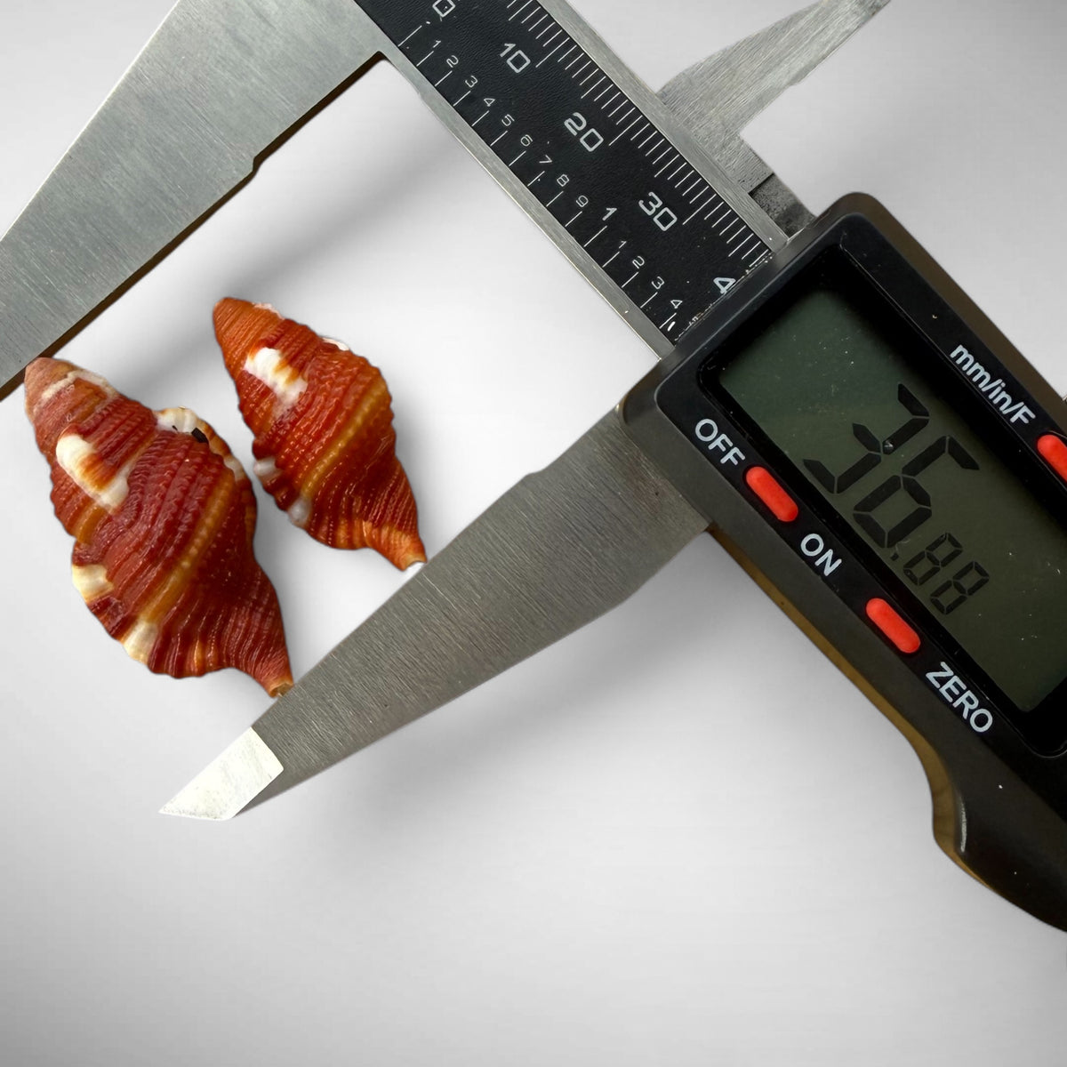 Red Triton Shell Pair (Septa rubicula)