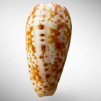 Striated Cone Shell (Conus striatus)
