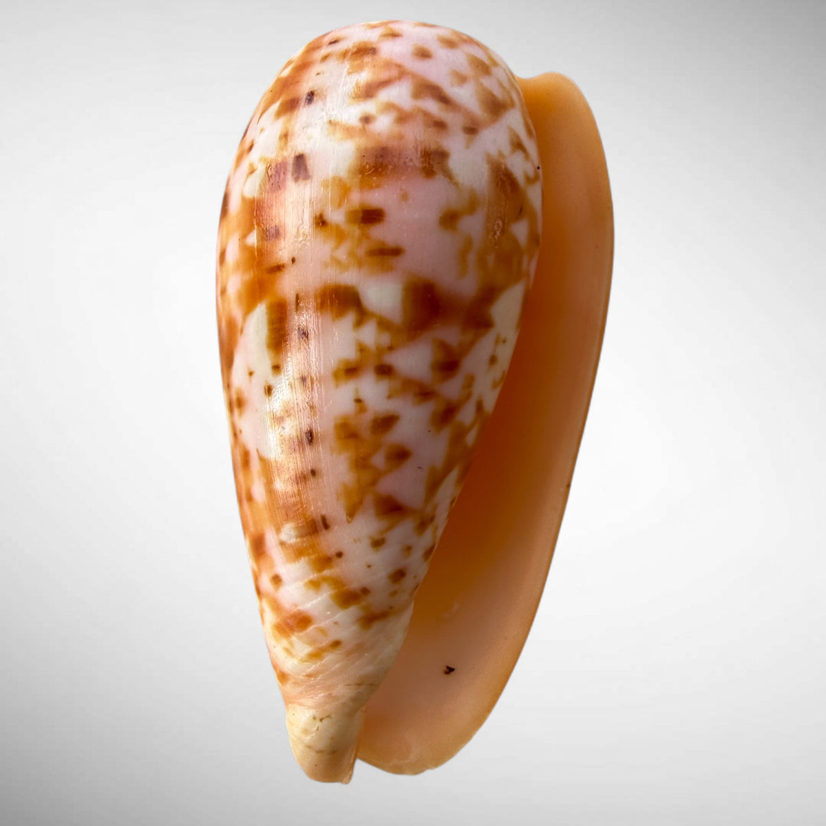 Striated Cone Shell (Conus striatus)