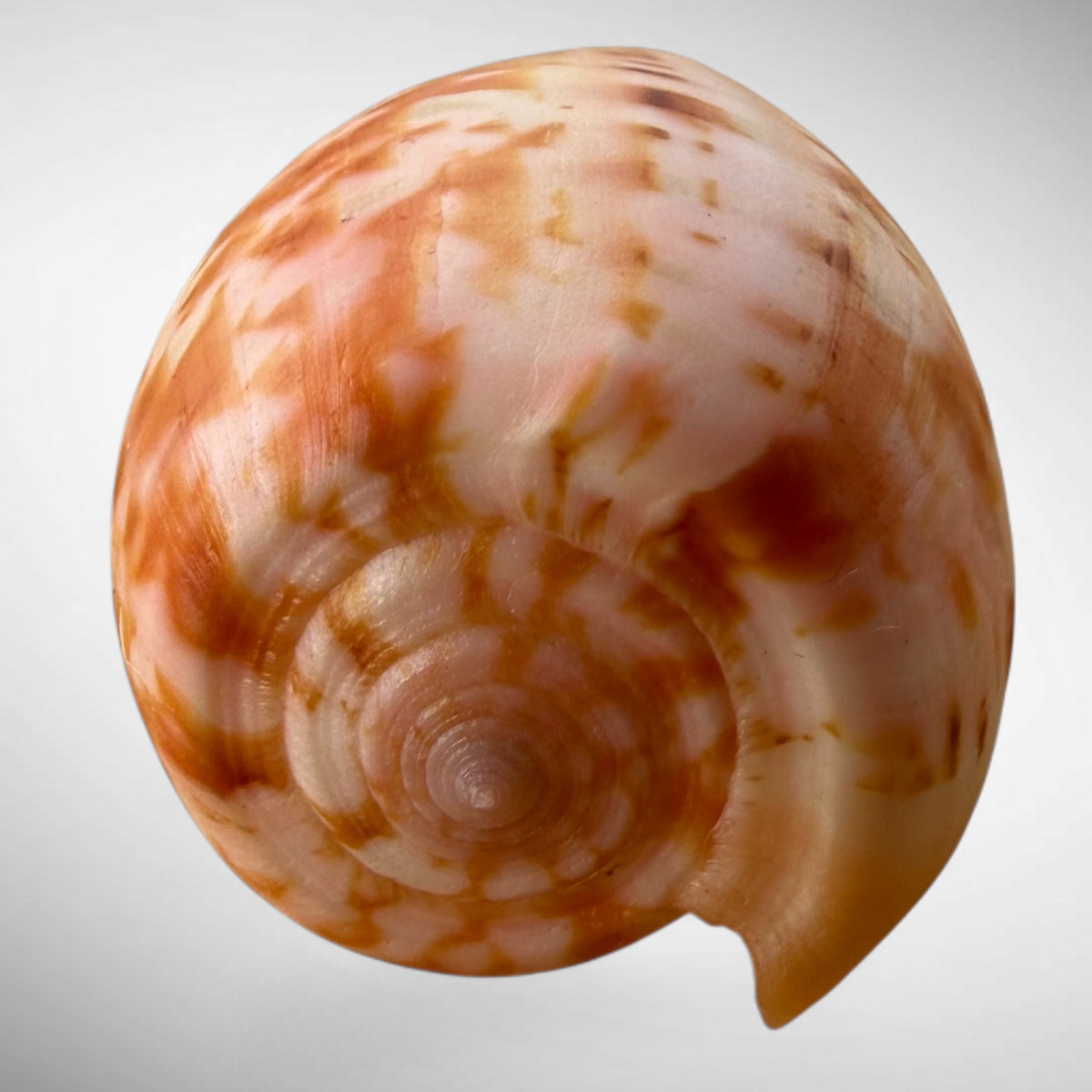 Striated Cone Shell (Conus striatus)