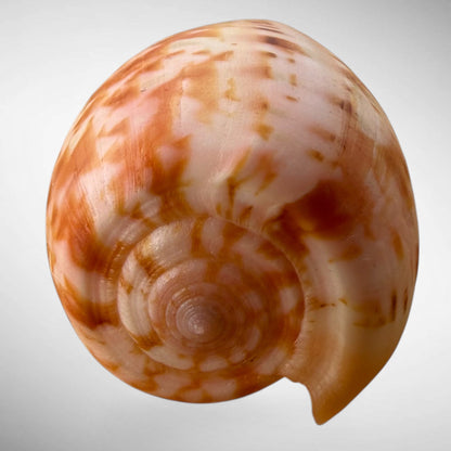 Striated Cone Shell (Conus striatus)