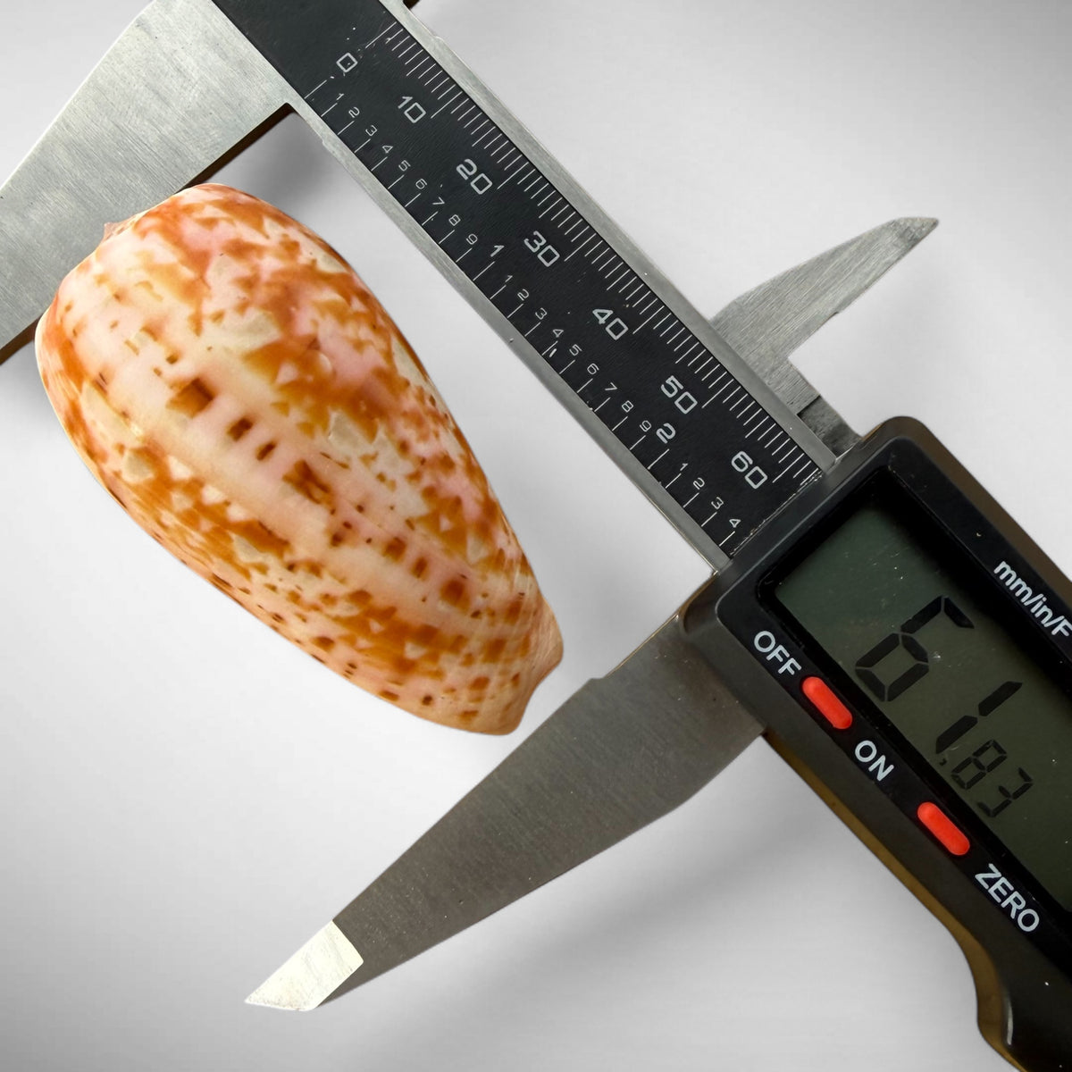 Striated Cone Shell (Conus striatus)