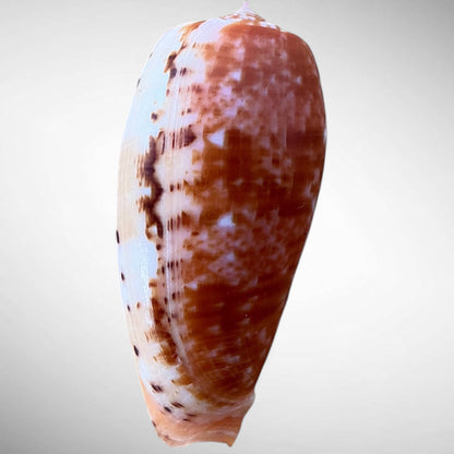 Striated Cone Shell (Conus striatus)