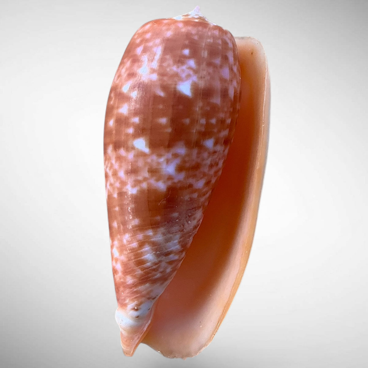 Striated Cone Shell (Conus striatus)