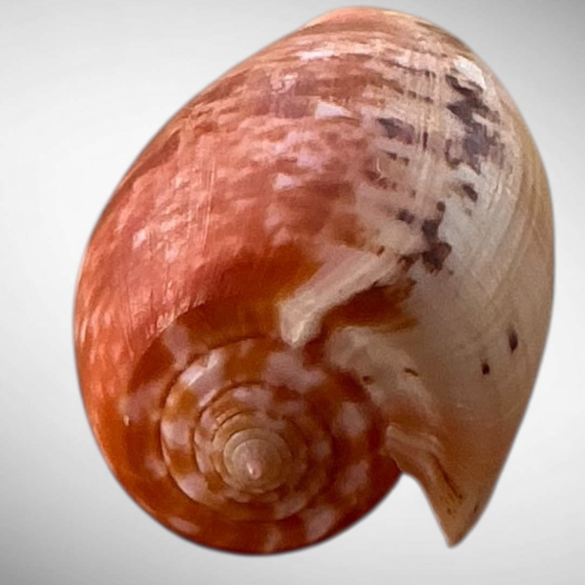 Striated Cone Shell (Conus striatus)