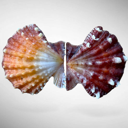 Mirapecten Mirificus Scallop Pair