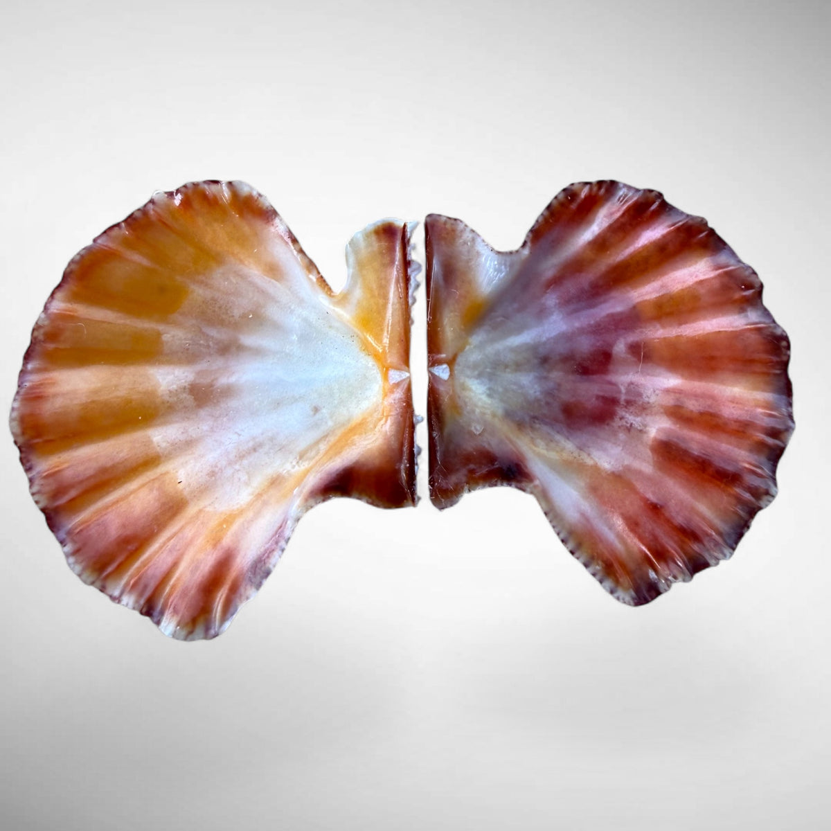 Mirapecten Mirificus Scallop Pair
