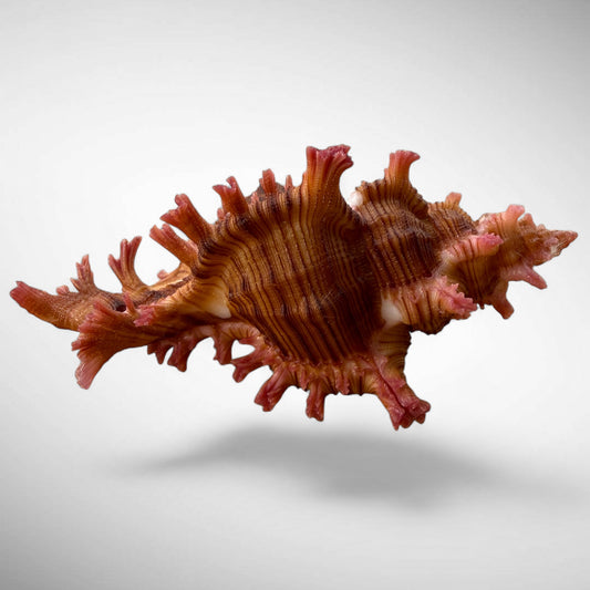 RARE Rose-Branch Murex Shell Specimen (Chicoreus palmarosae)