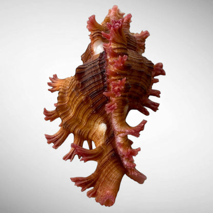 RARE Rose-Branch Murex Shell Specimen (Chicoreus palmarosae)