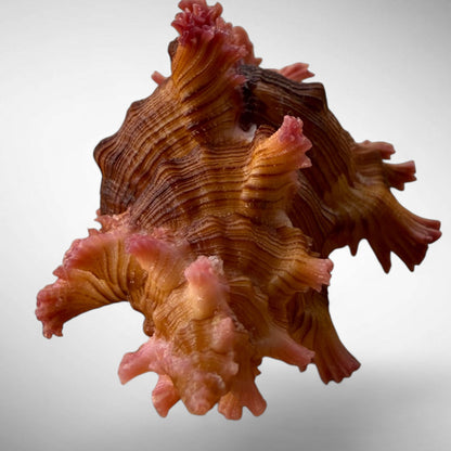 RARE Rose-Branch Murex Shell Specimen (Chicoreus palmarosae)