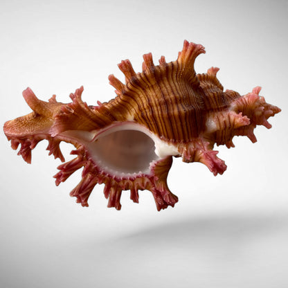RARE Rose-Branch Murex Shell Specimen (Chicoreus palmarosae)