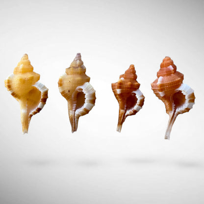 Set of Four Triton Shell Specimens (Cymatium comptum) – Fine Color Natural Marine Shells