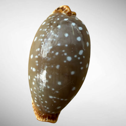 Pacific Deer Cowrie Shell  (Cypraea vitellus)
