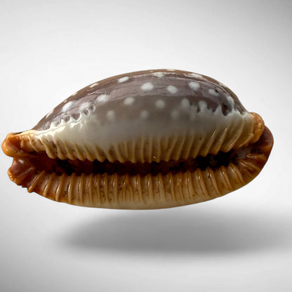 Pacific Deer Cowrie Shell  (Cypraea vitellus)