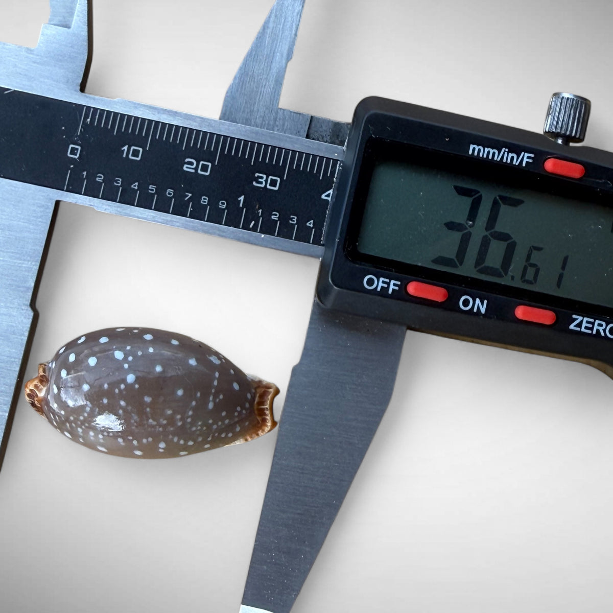 Pacific Deer Cowrie Shell  (Cypraea vitellus)