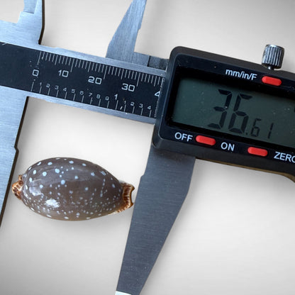 Pacific Deer Cowrie Shell  (Cypraea vitellus)