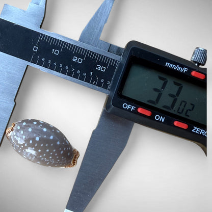 Pacific Deer Cowrie Shell  (Cypraea vitellus)