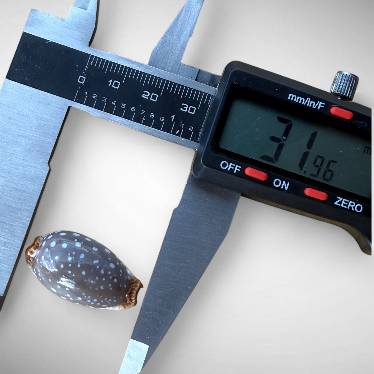 Pacific Deer Cowrie Shell  (Cypraea vitellus)