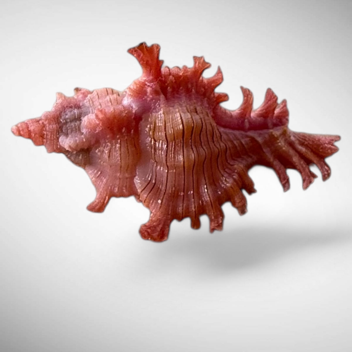 Rossiter's Murex Shell (Chicoreus rossiteri)