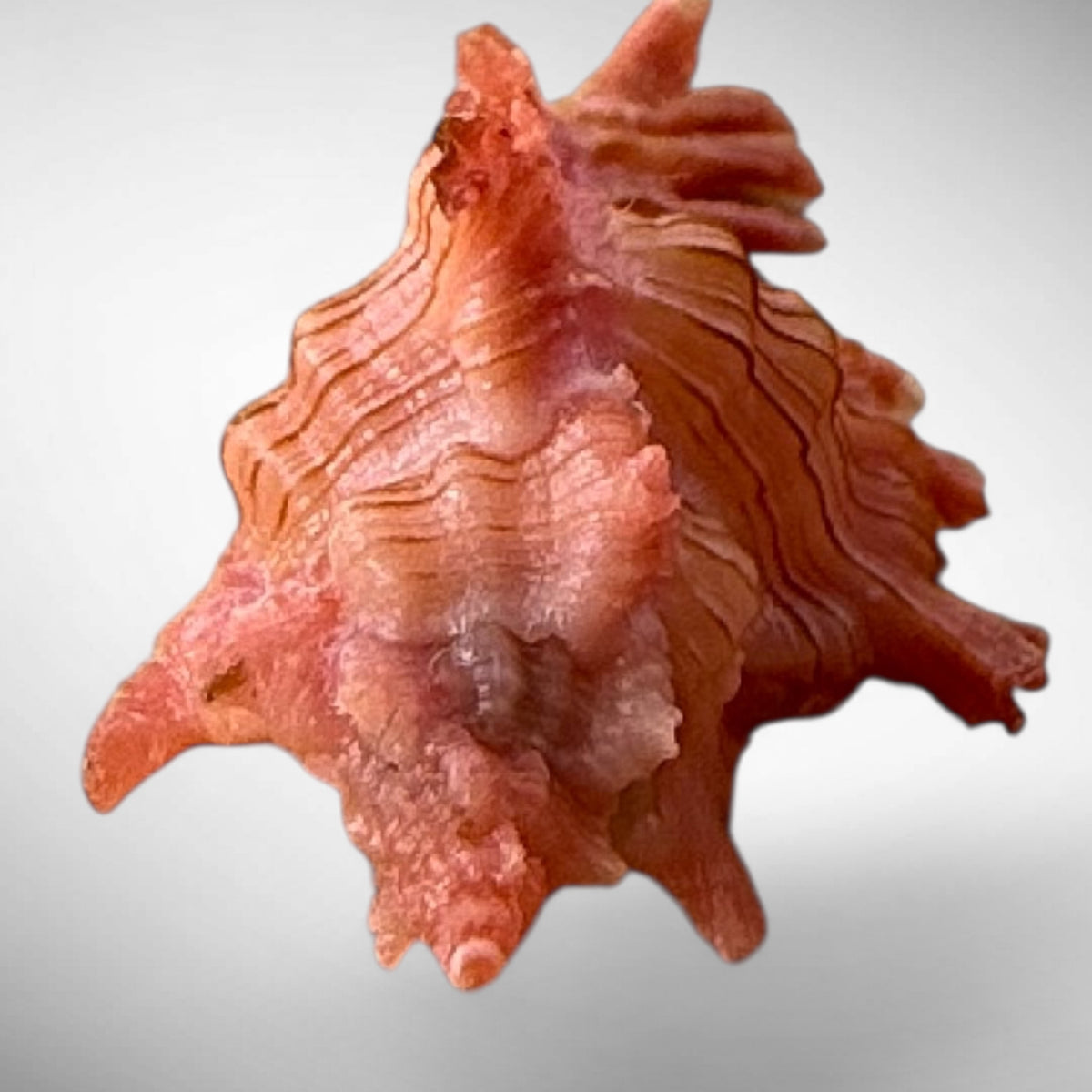 Rossiter's Murex Shell (Chicoreus rossiteri)
