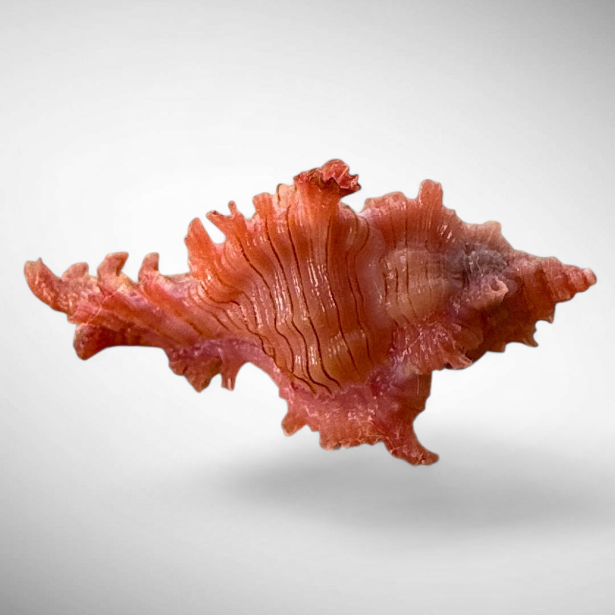 Rossiter's Murex Shell (Chicoreus rossiteri)