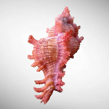 Rossiter's Murex Shell (Chicoreus rossiteri)