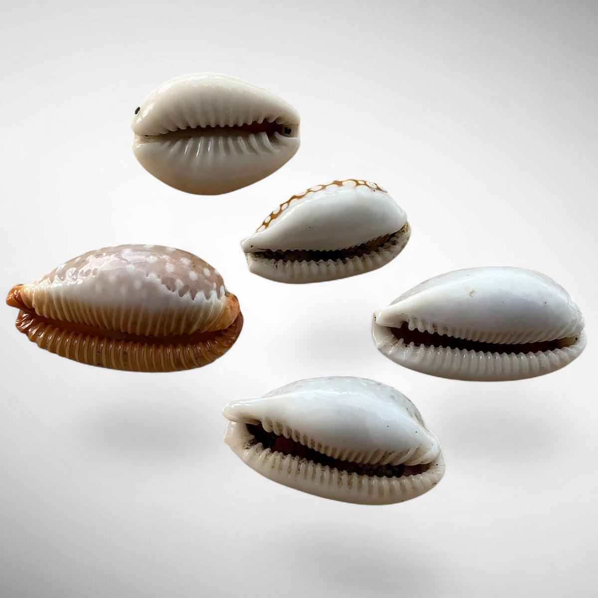 Assorted Cowrie Shell Set of 5 (Cypraeidae)