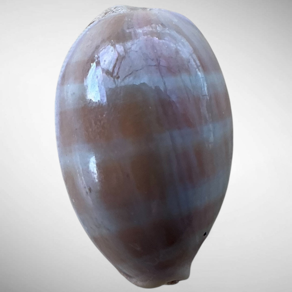 Brown Cowrie Shell (Luria lurida)