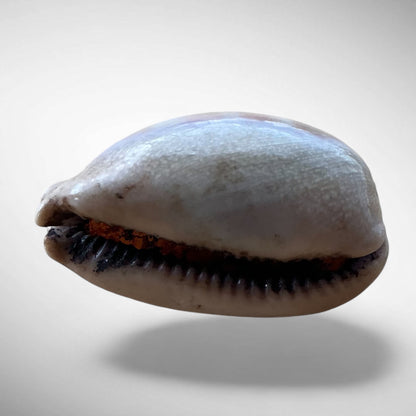 Isabella Cowrie Shell (Luria isabella)