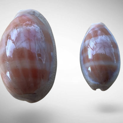 Isabella Cowrie Shell (Luria isabella)