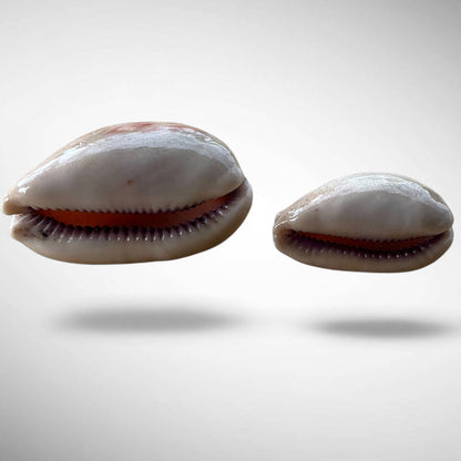 Isabella Cowrie Shell (Luria isabella)