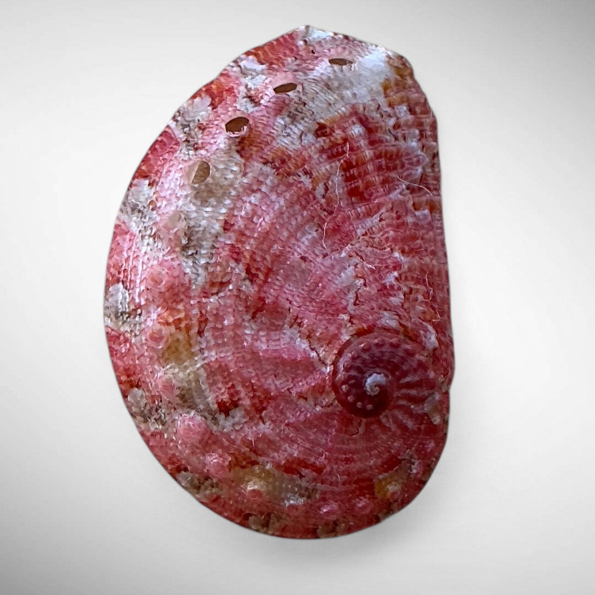 Natural Pink Abalone Shell (Haliotis)