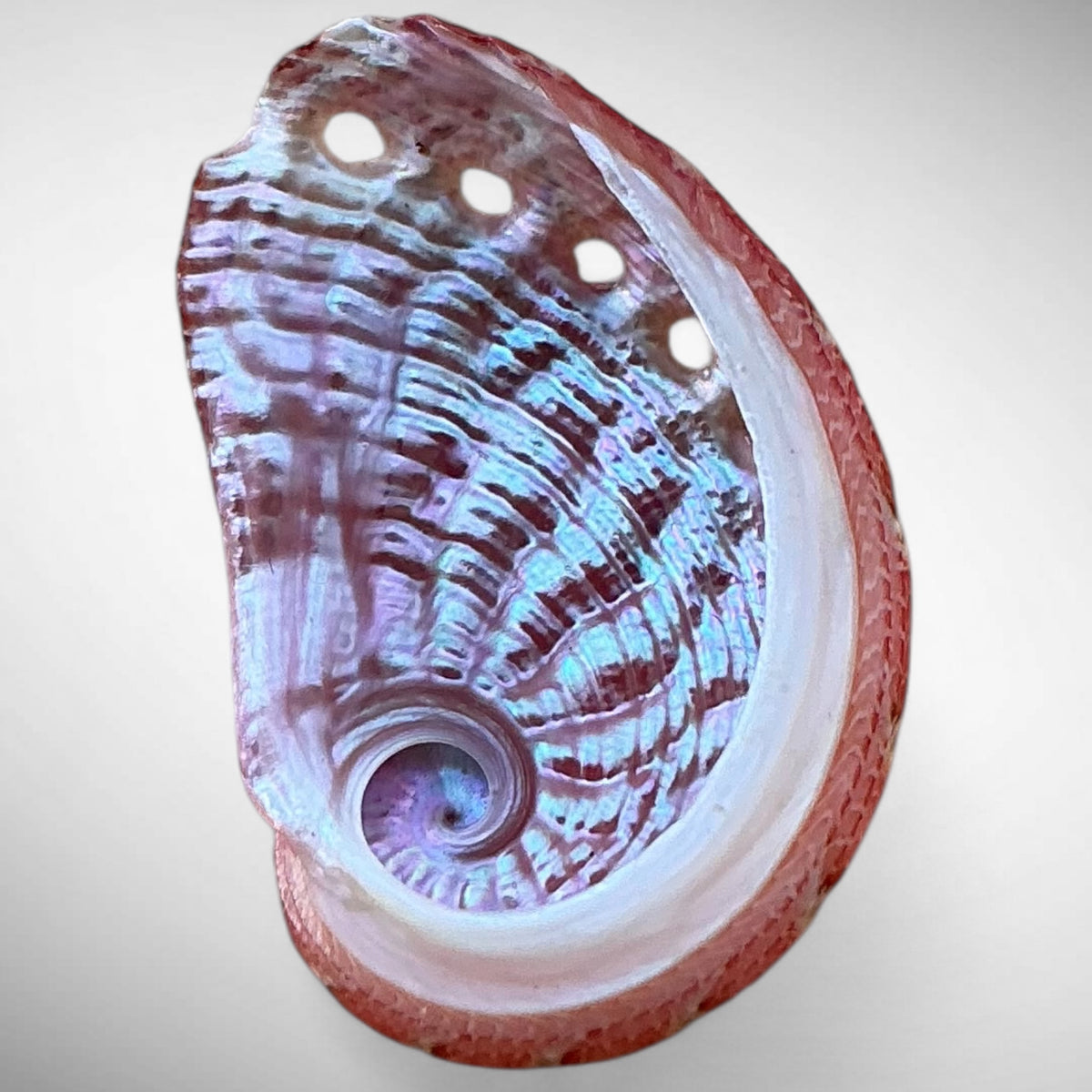 Natural Pink Abalone Shell (Haliotis)