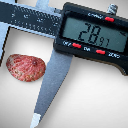 Natural Pink Abalone Shell (Haliotis)