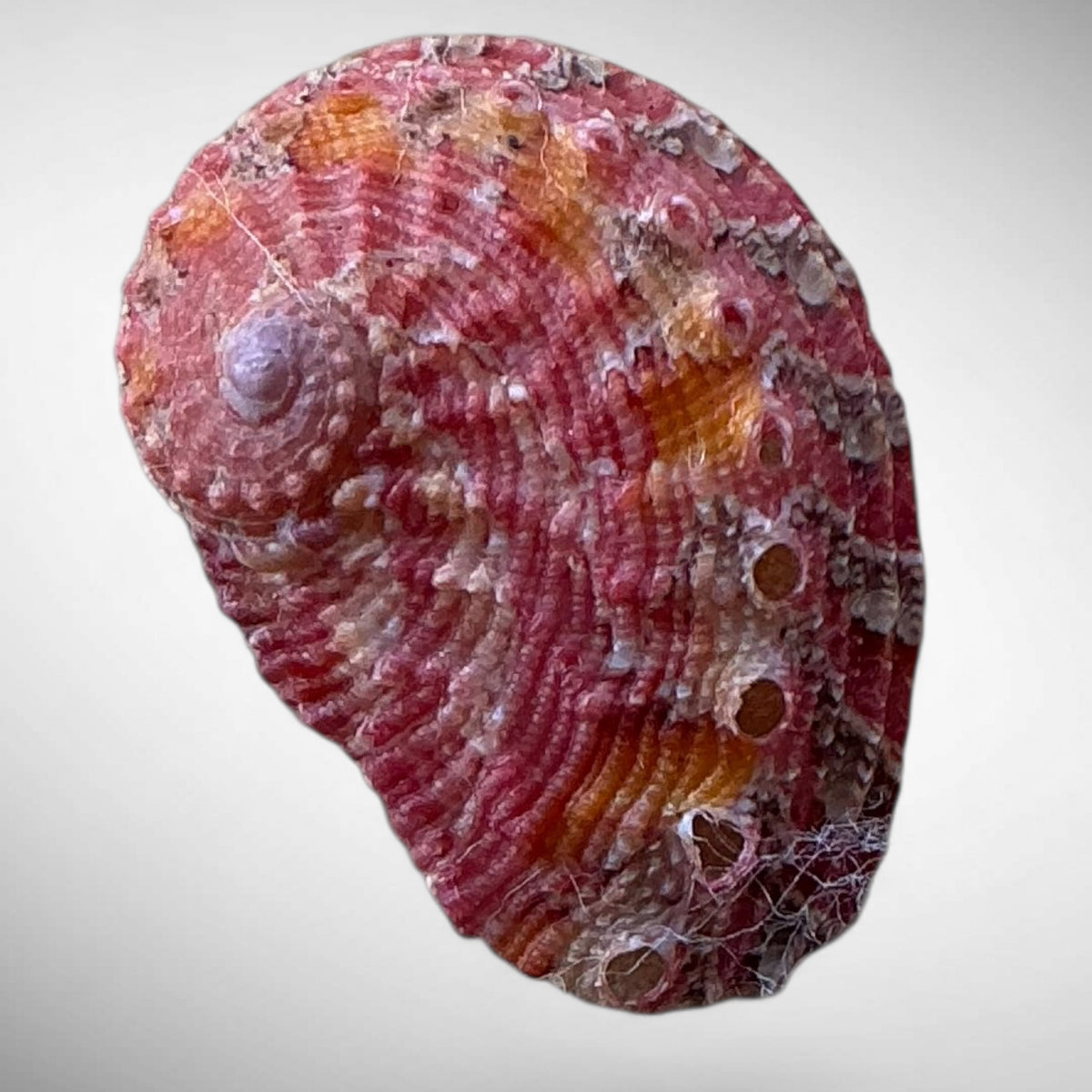 Natural Pink Abalone Shell (Haliotis)