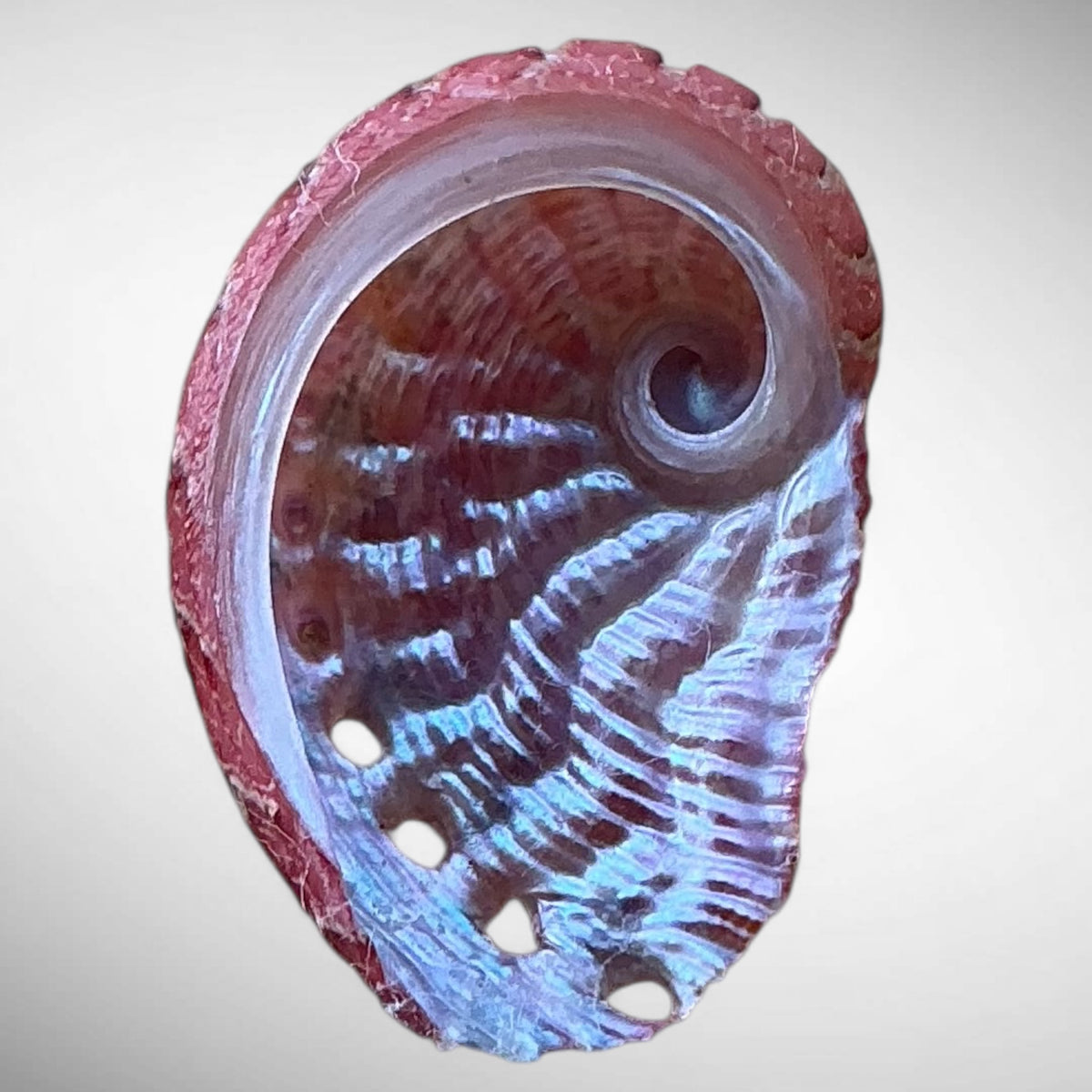 Natural Pink Abalone Shell (Haliotis)