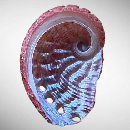 Natural Pink Abalone Shell (Haliotis)