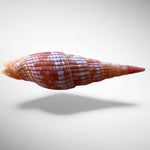 Ribbed Mitre Shell (Vexillum costatum)
