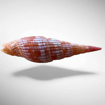 Ribbed Mitre Shell (Vexillum costatum)
