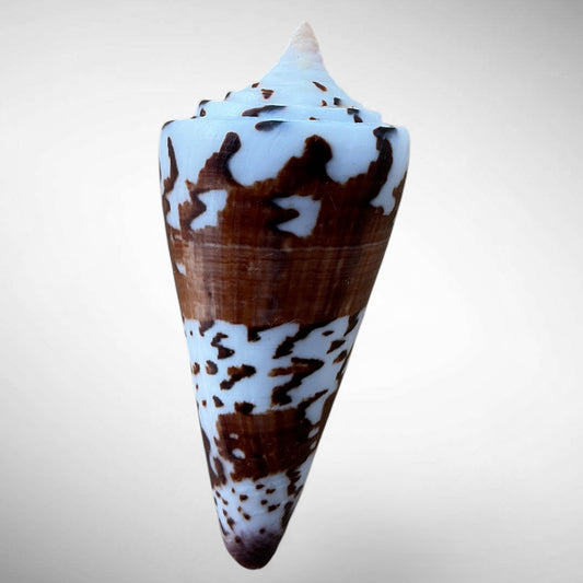General Cone Shell (Conus generalis)