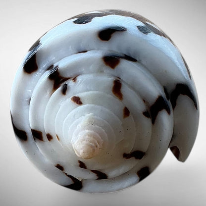 General Cone Shell (Conus generalis)