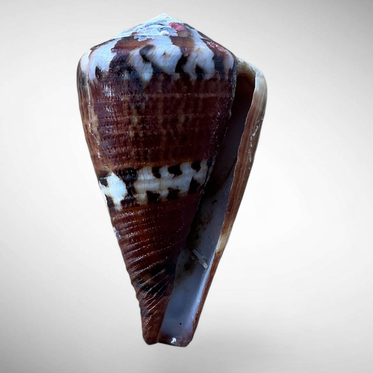 Imperial Cone Shell (Conus imperialis)