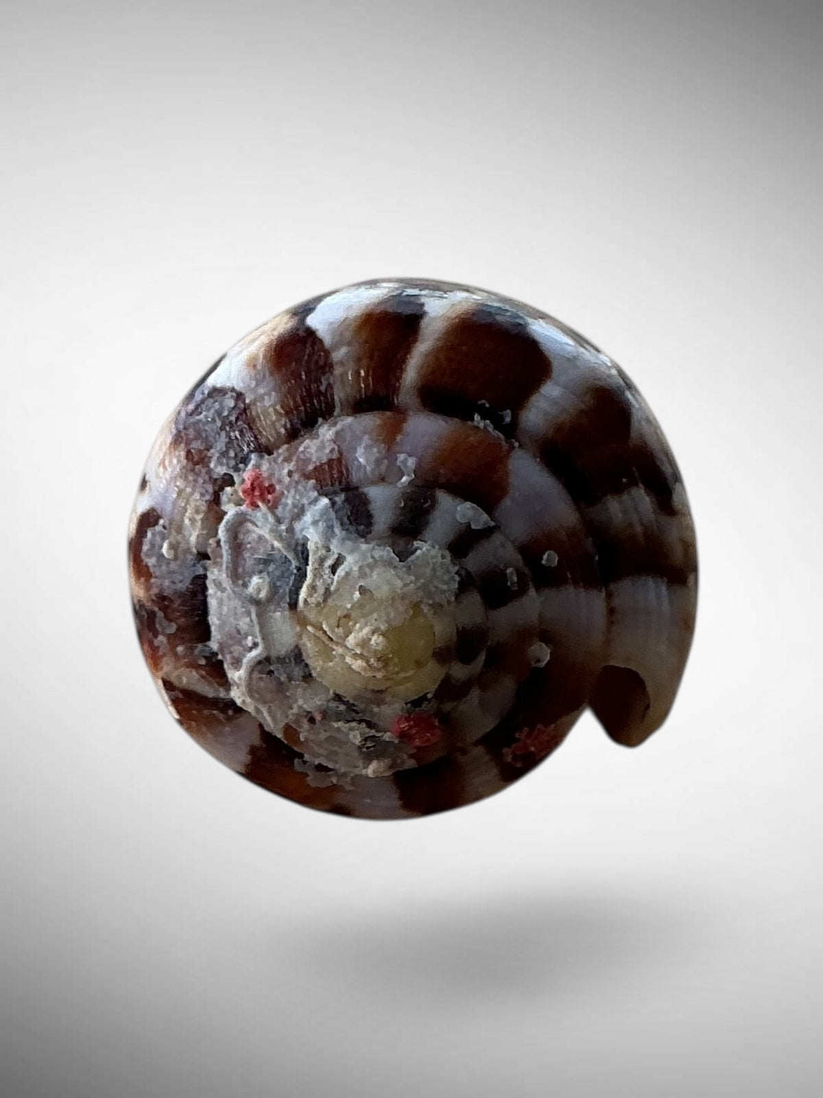 Imperial Cone Shell (Conus imperialis)