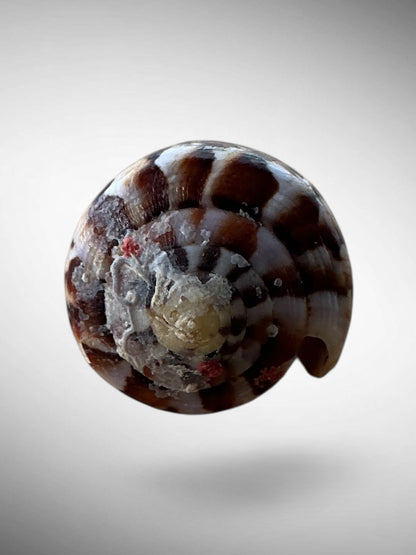 Imperial Cone Shell (Conus imperialis)