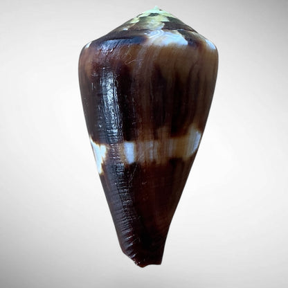 Imperial Cone Shell (Conus imperialis)