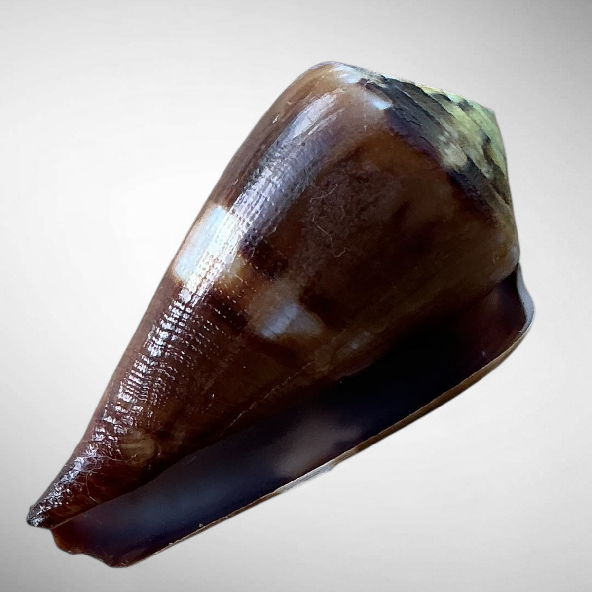 Imperial Cone Shell (Conus imperialis)